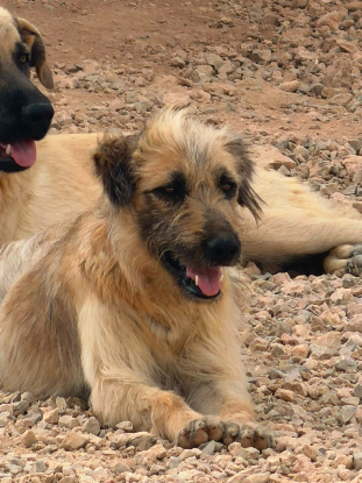Adoption Pipo