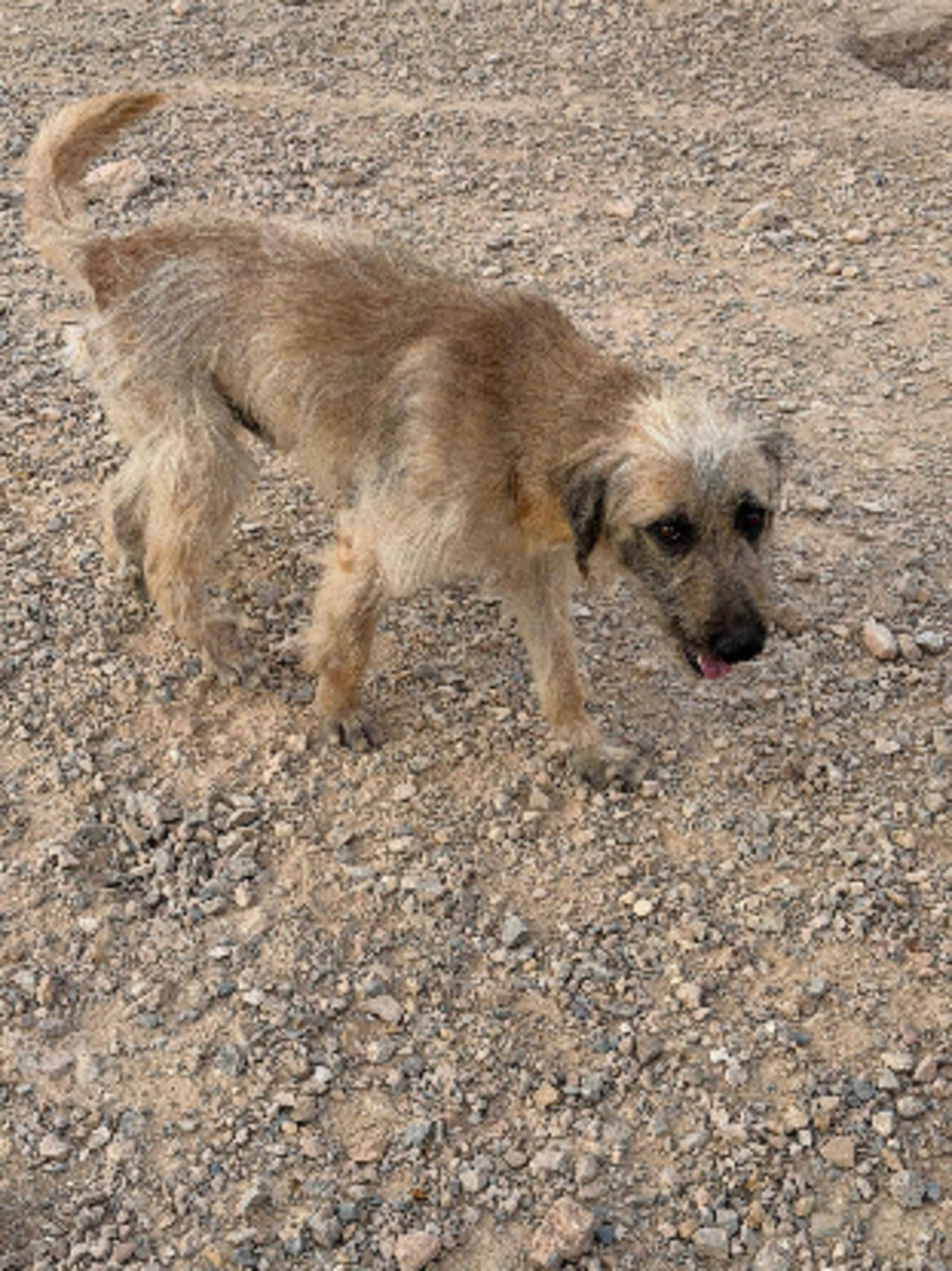 Adoption Pipo