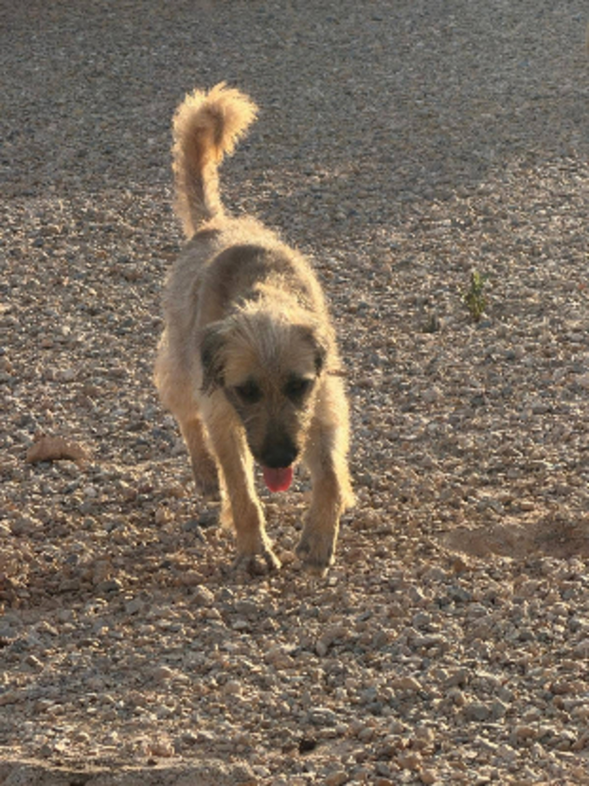 Adoption Pipo