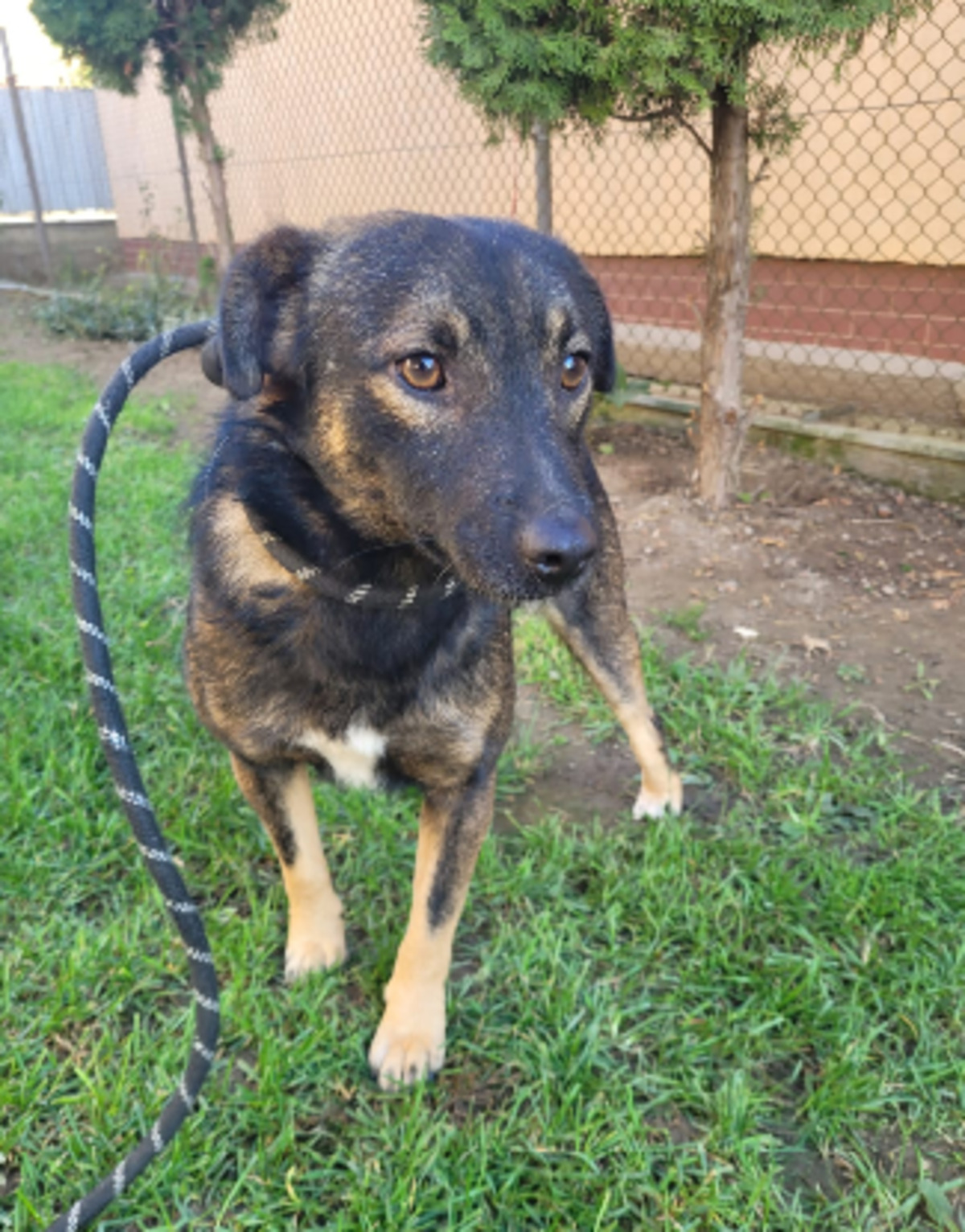 Adoption Pipp