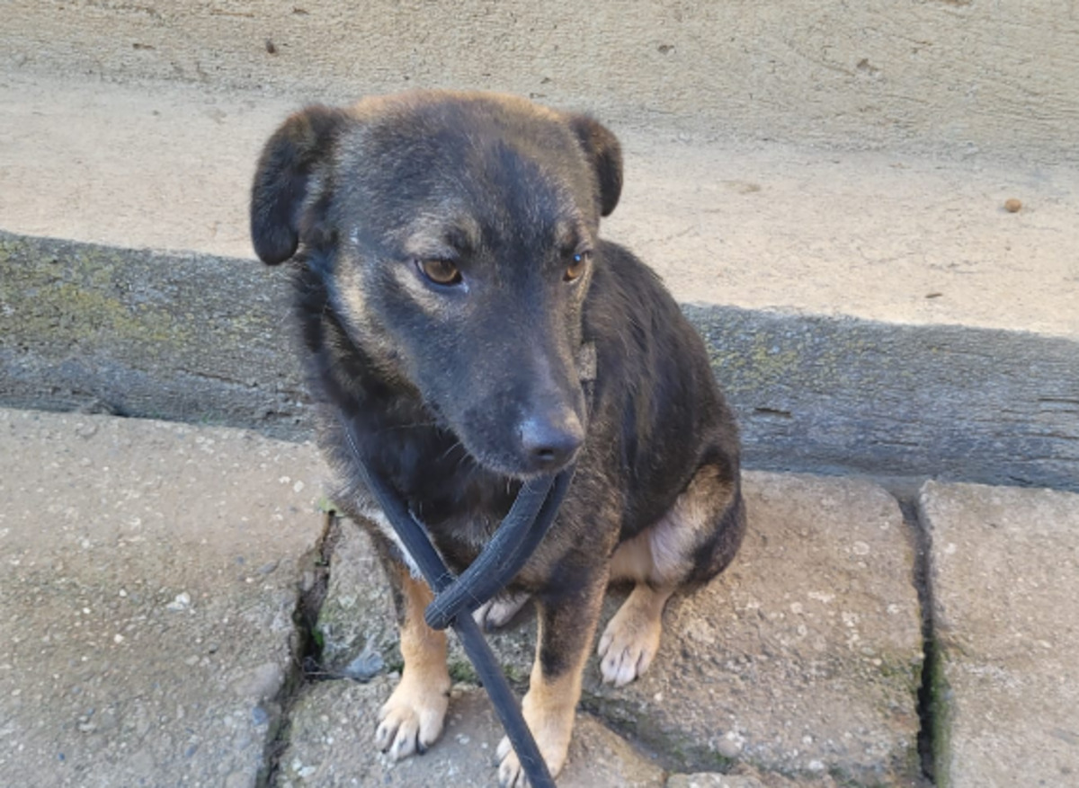 Adoption Pipp