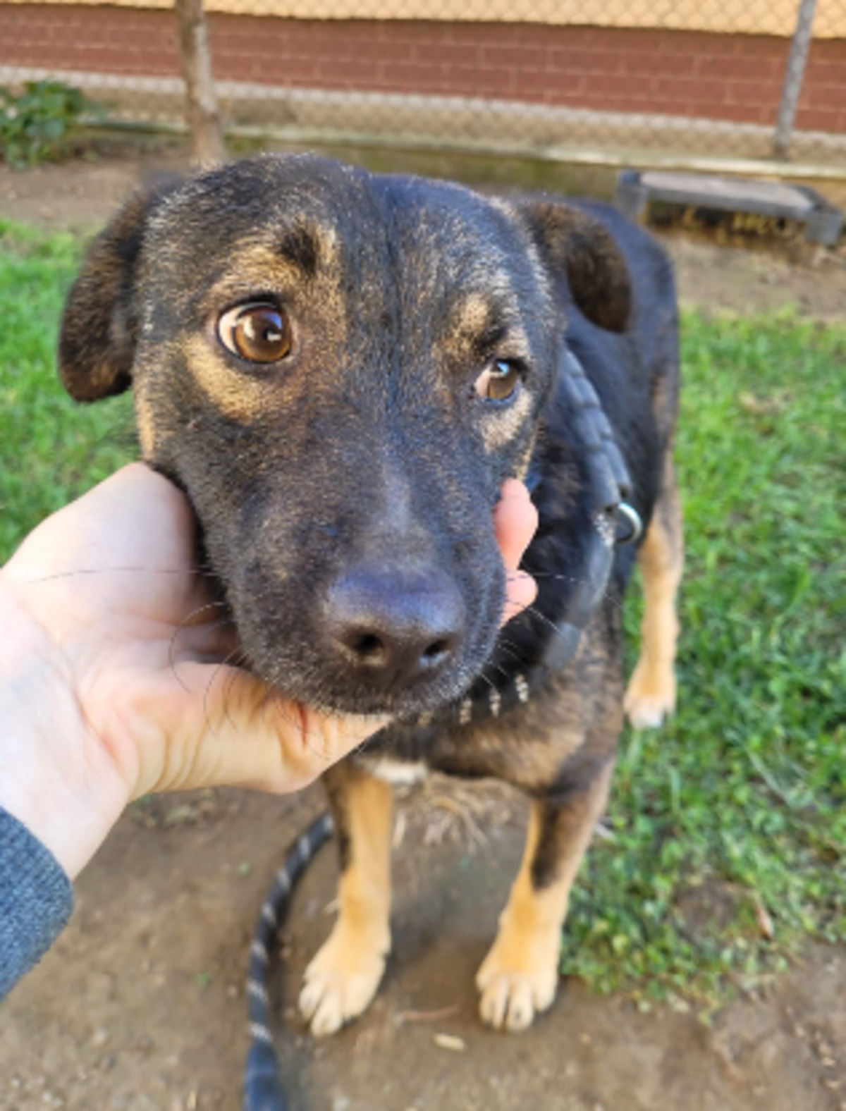 Adoption Pipp