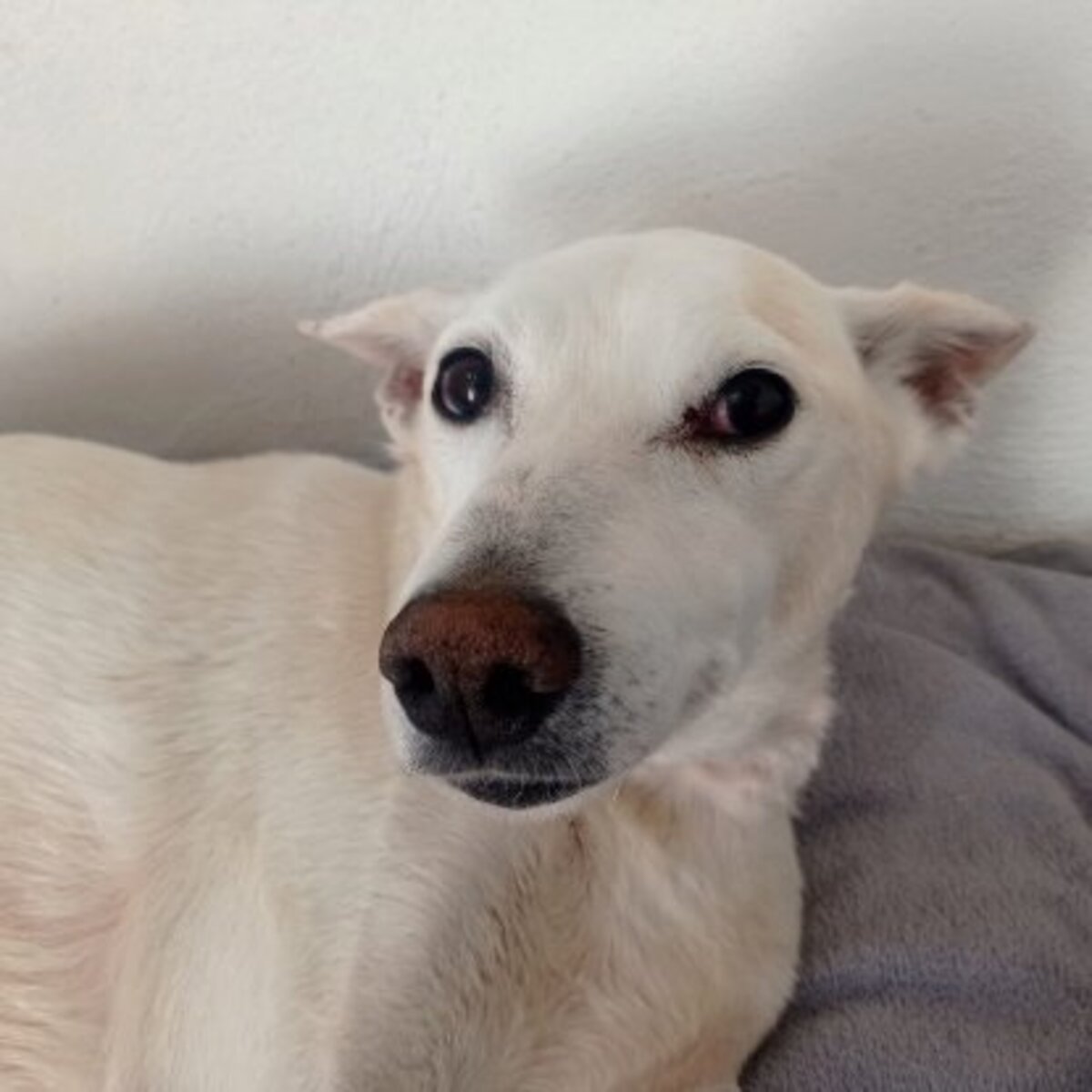 Adoption Pistole