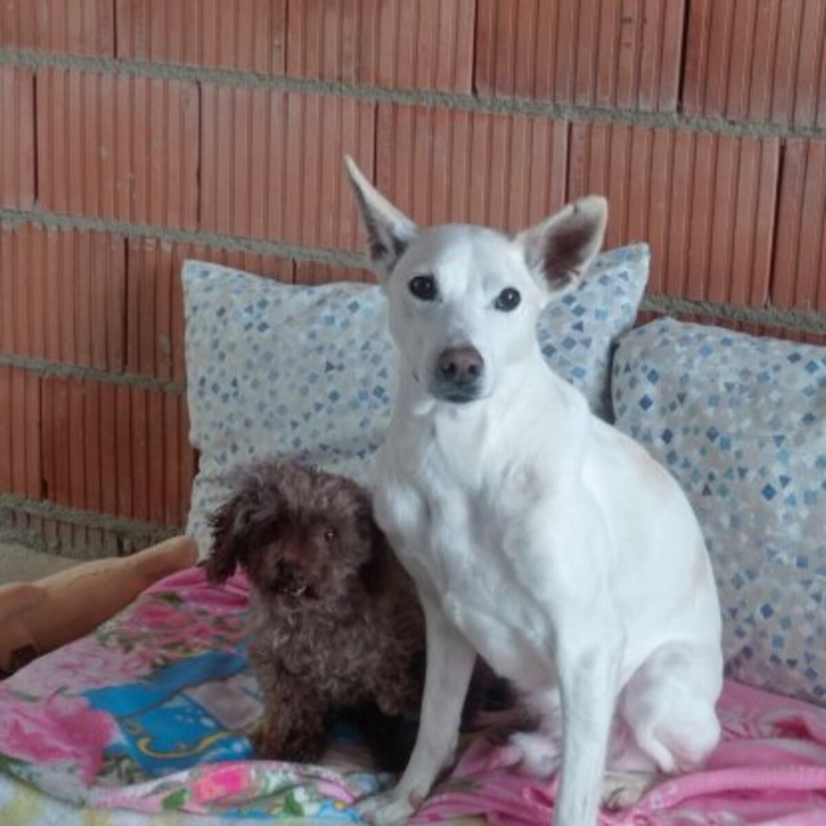 Adoption Pistole