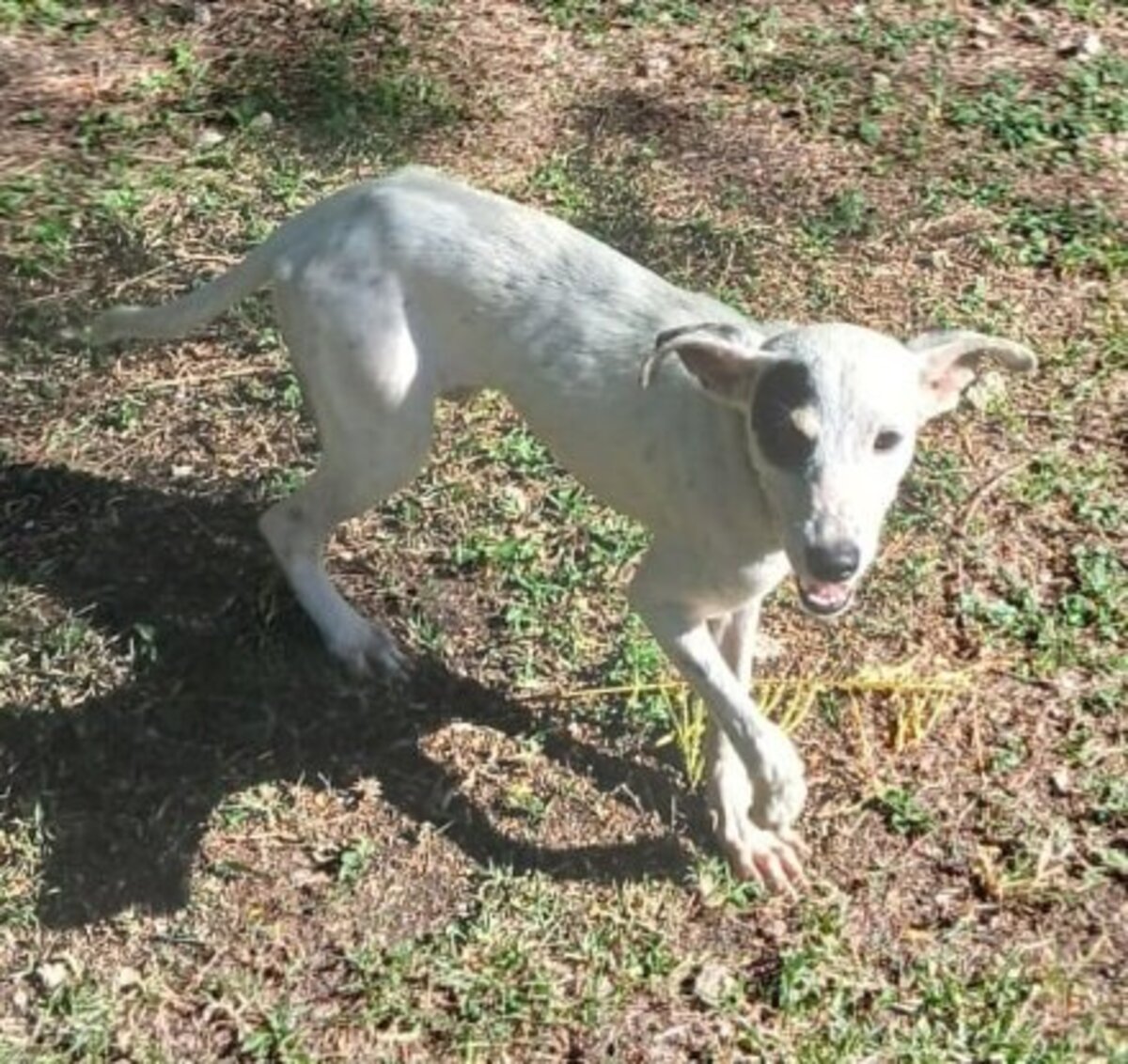 Adoption Pitchoune