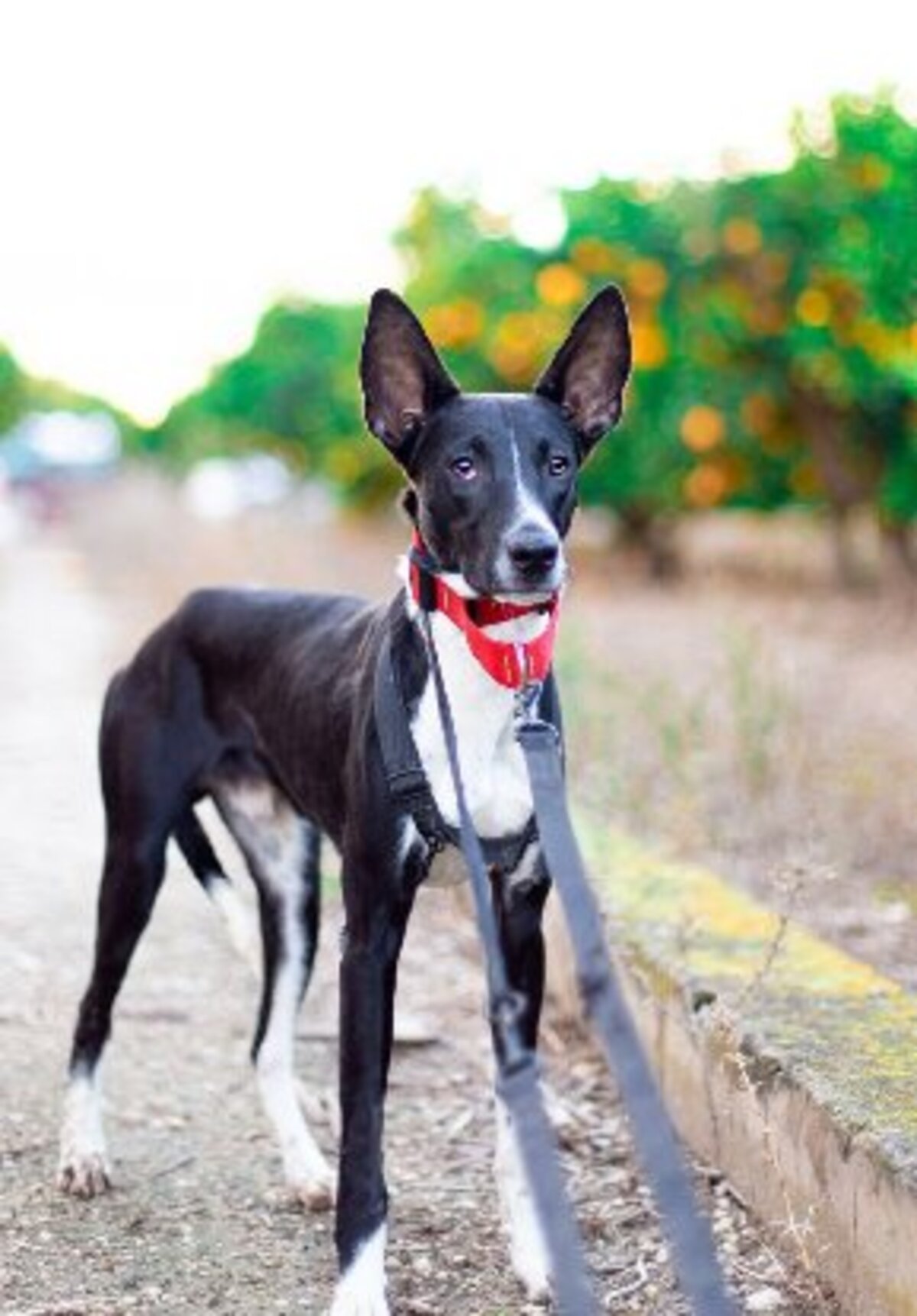 Adoption Plagg