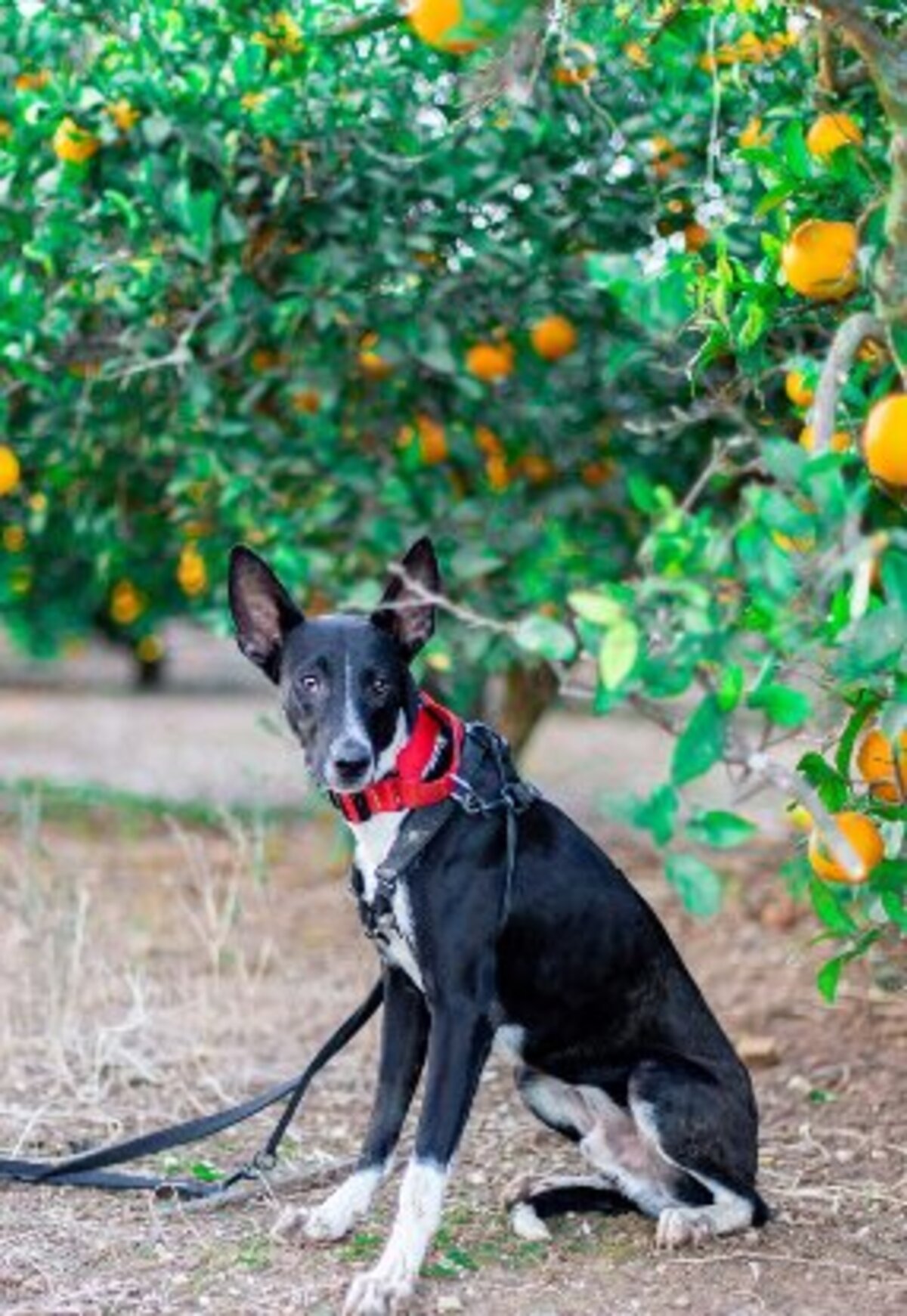 Adoption Plagg