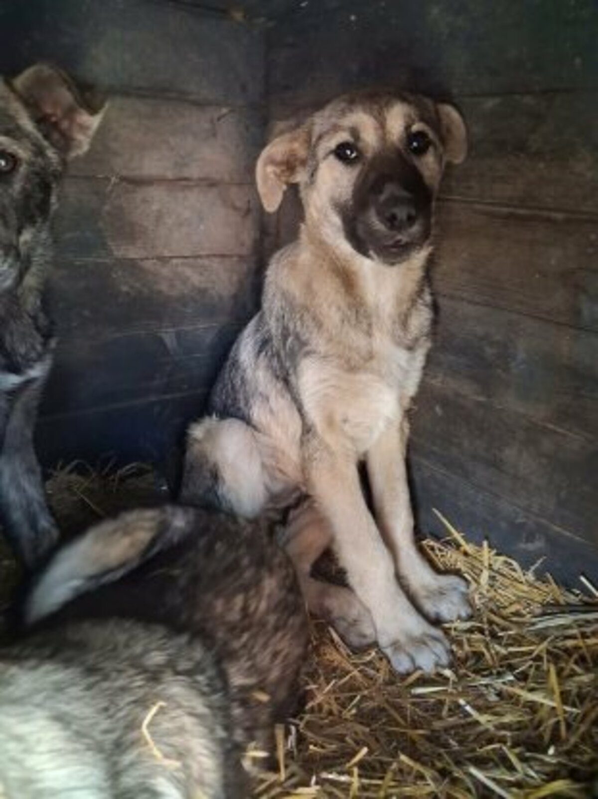 Adoption Playa