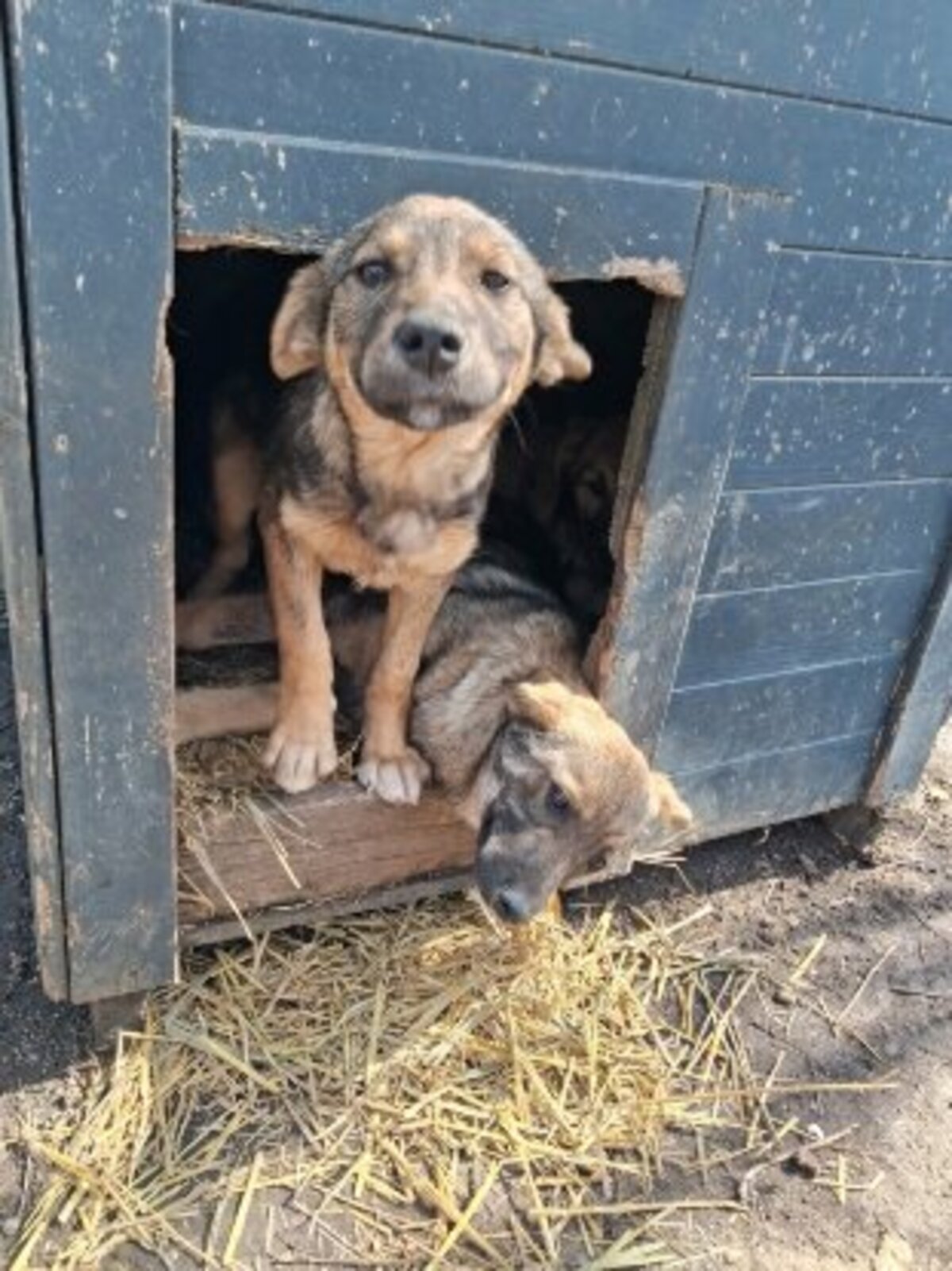 Adoption Playa