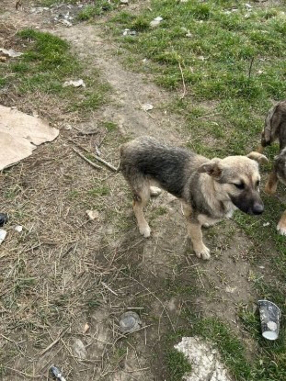 Adoption Playa