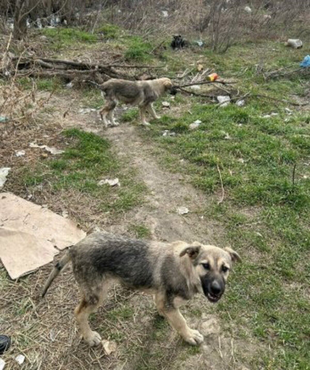 Adoption Playa