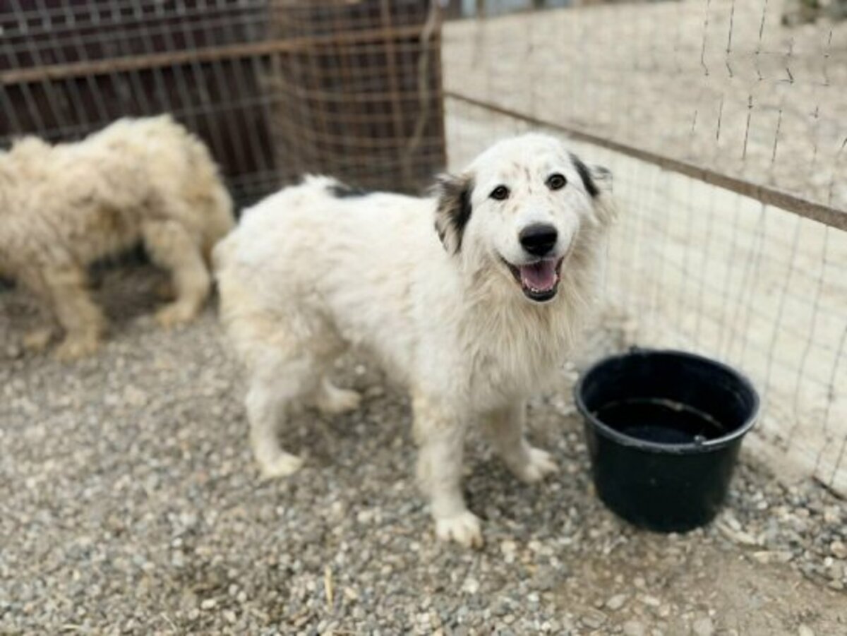 Adoption Plume