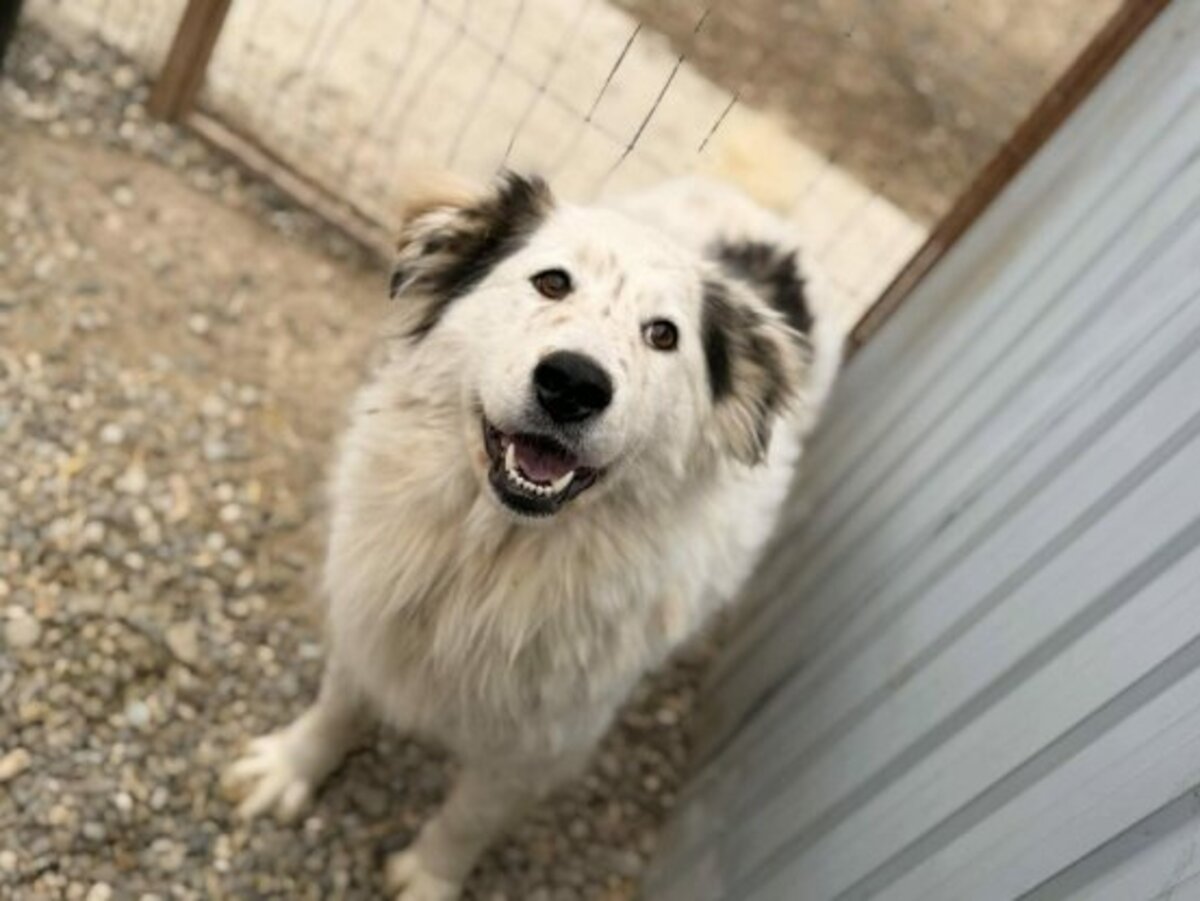 Adoption Plume