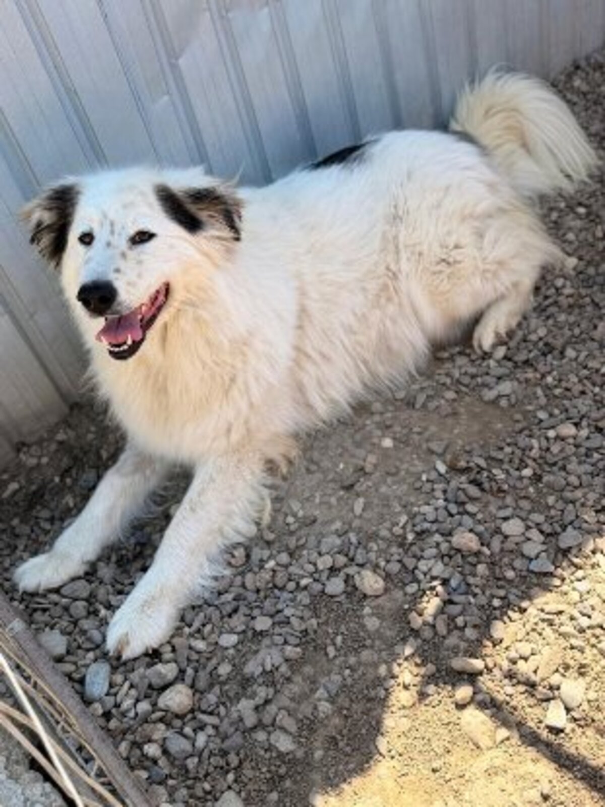 Adoption Plume