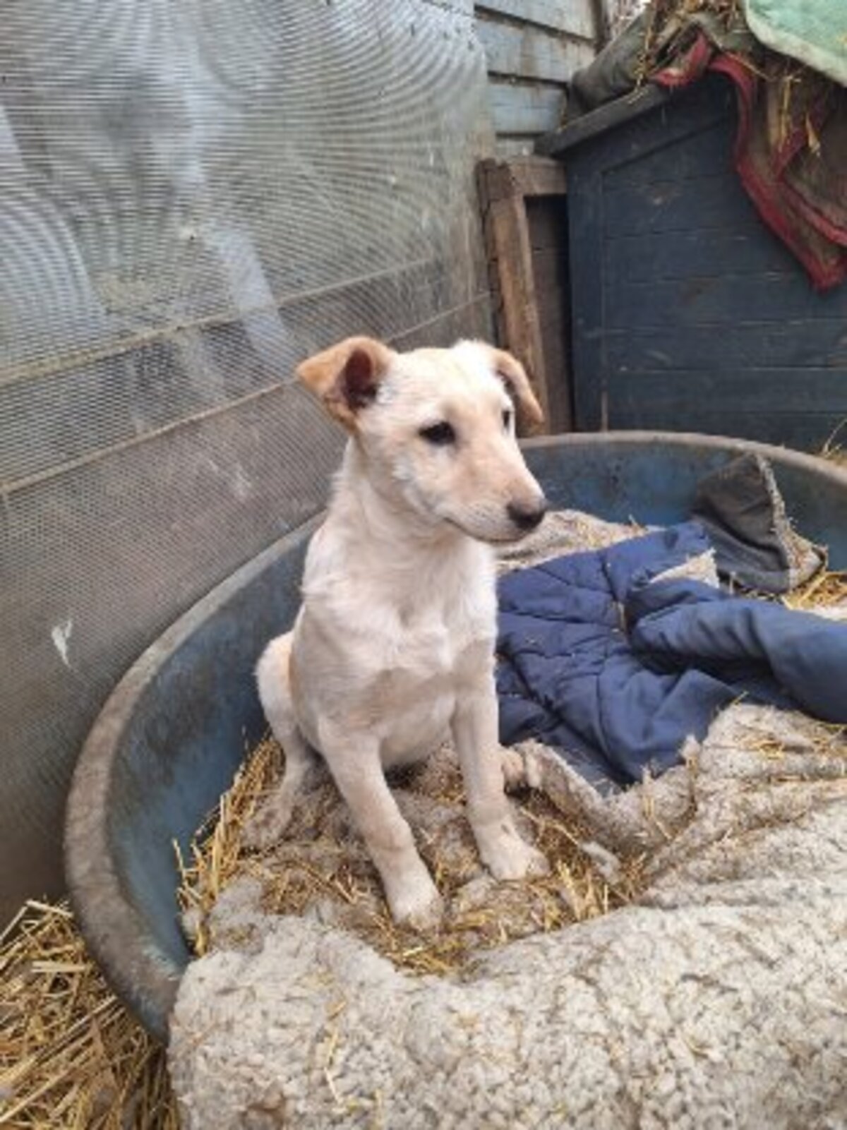 Adoption Pluto