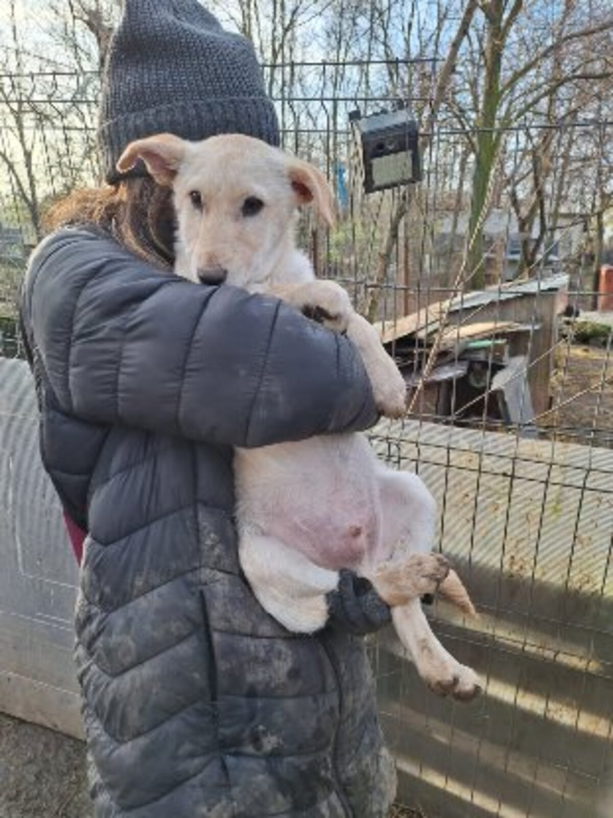 Adoption Pluto