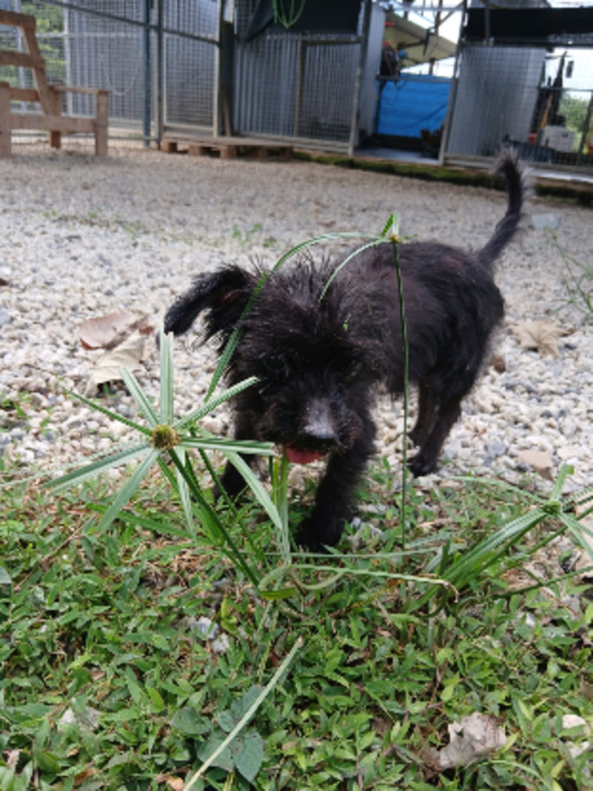 Adoption Plutot