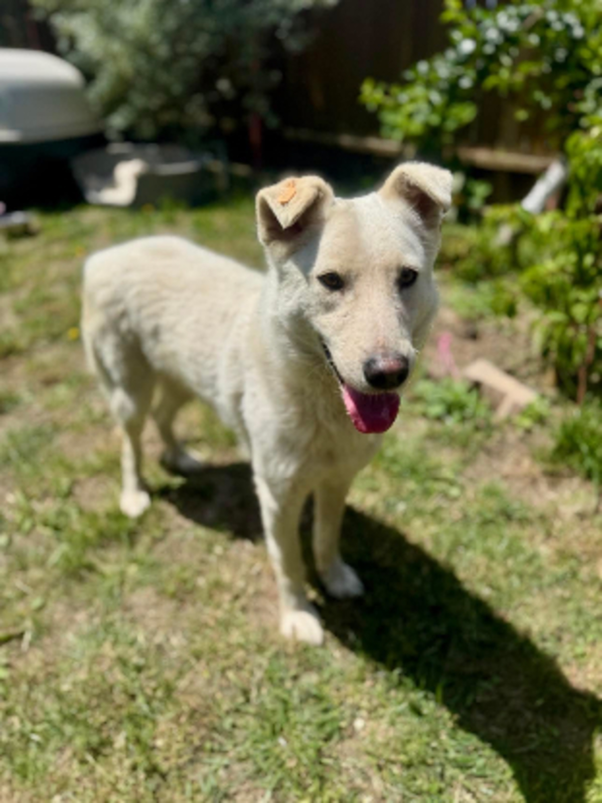 Adoption Polar