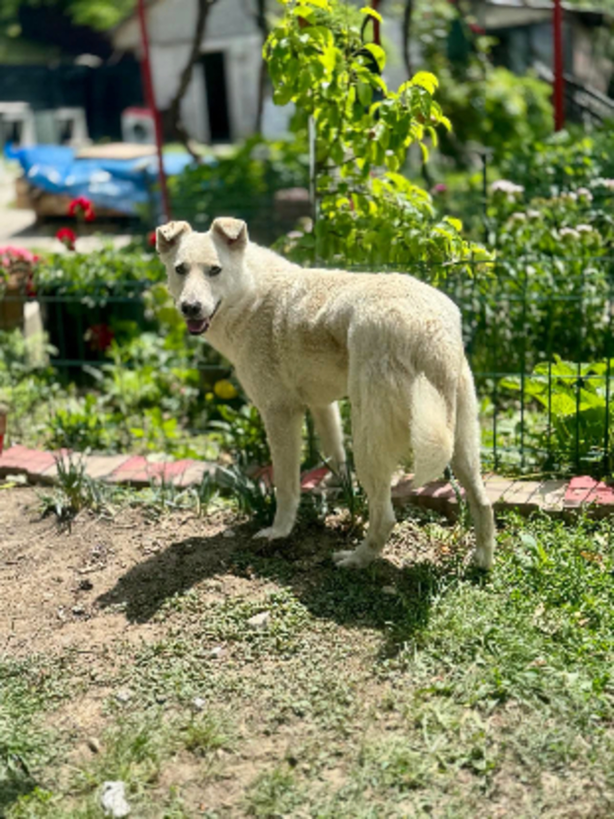 Adoption Polar