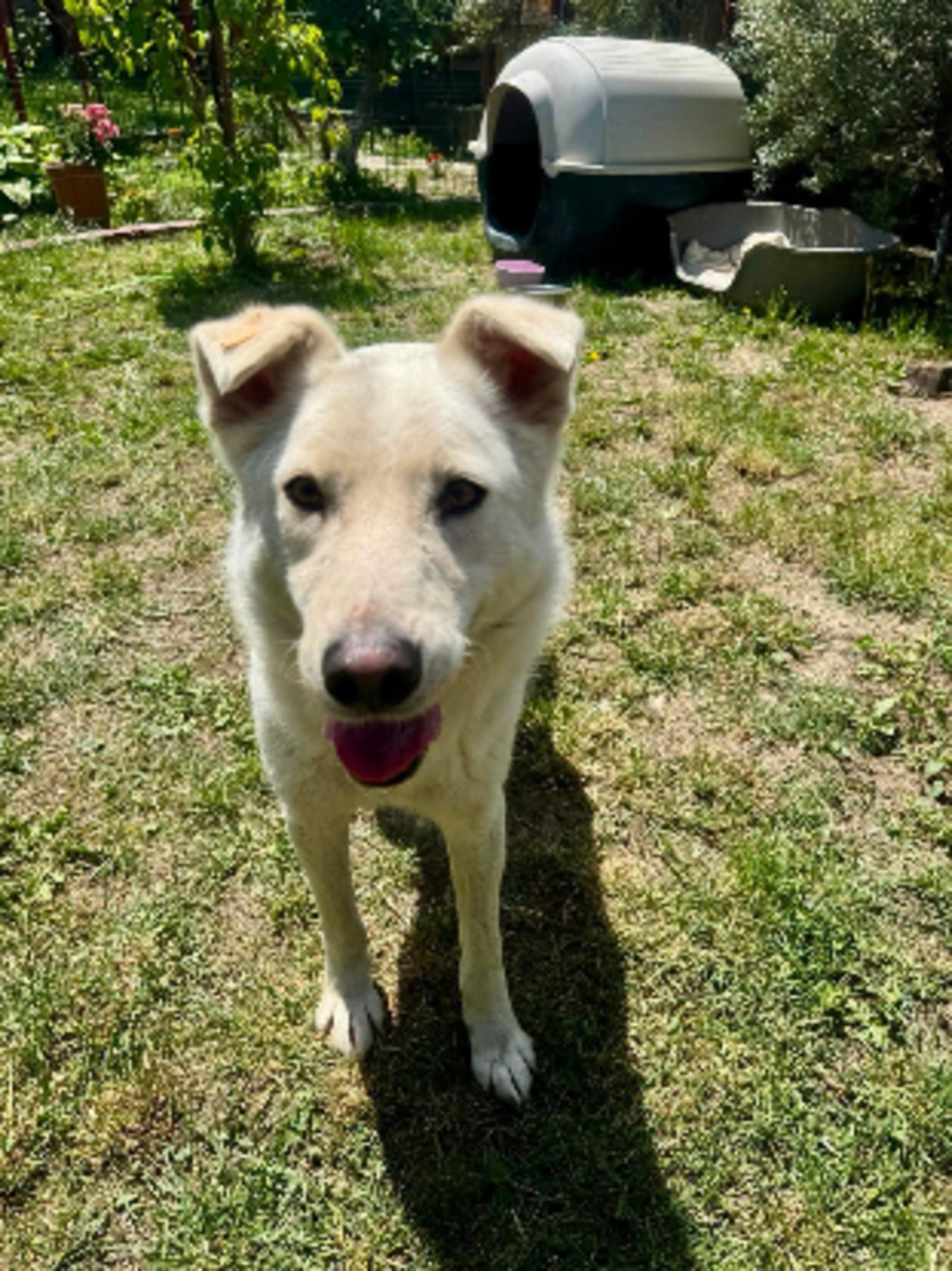 Adoption Polar