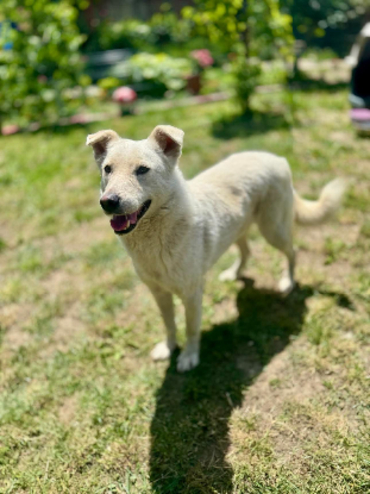Adoption Polar