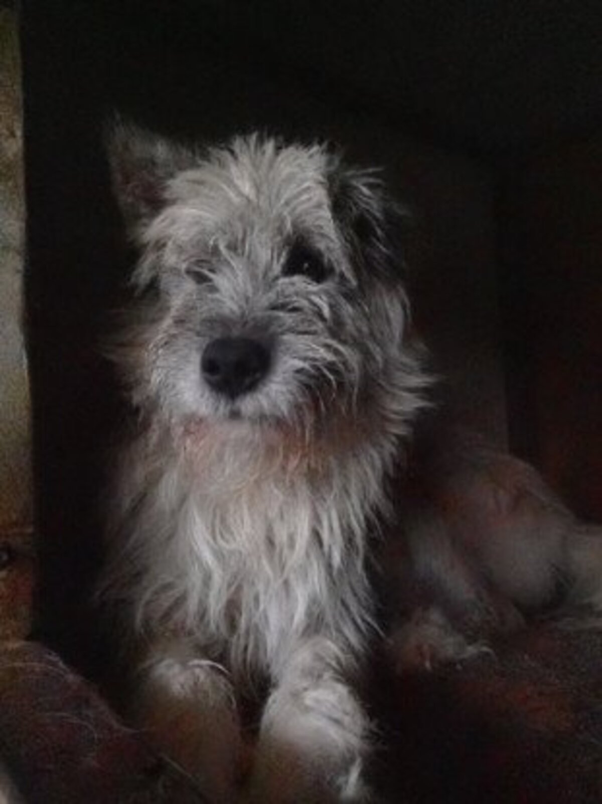 Adoption Pollux