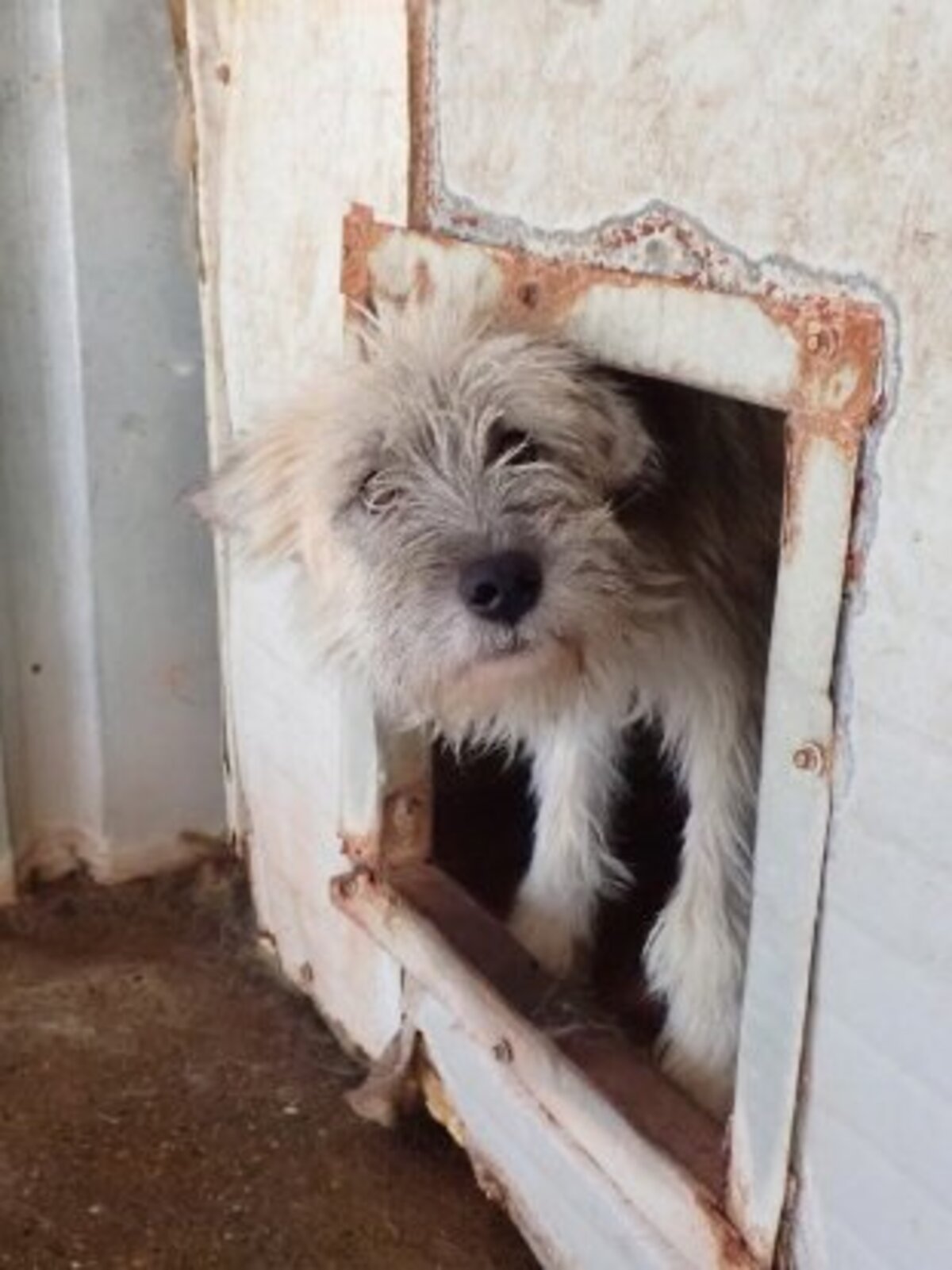 Adoption Pollux