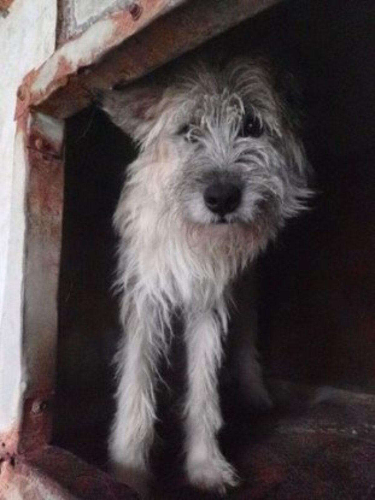 Adoption Pollux