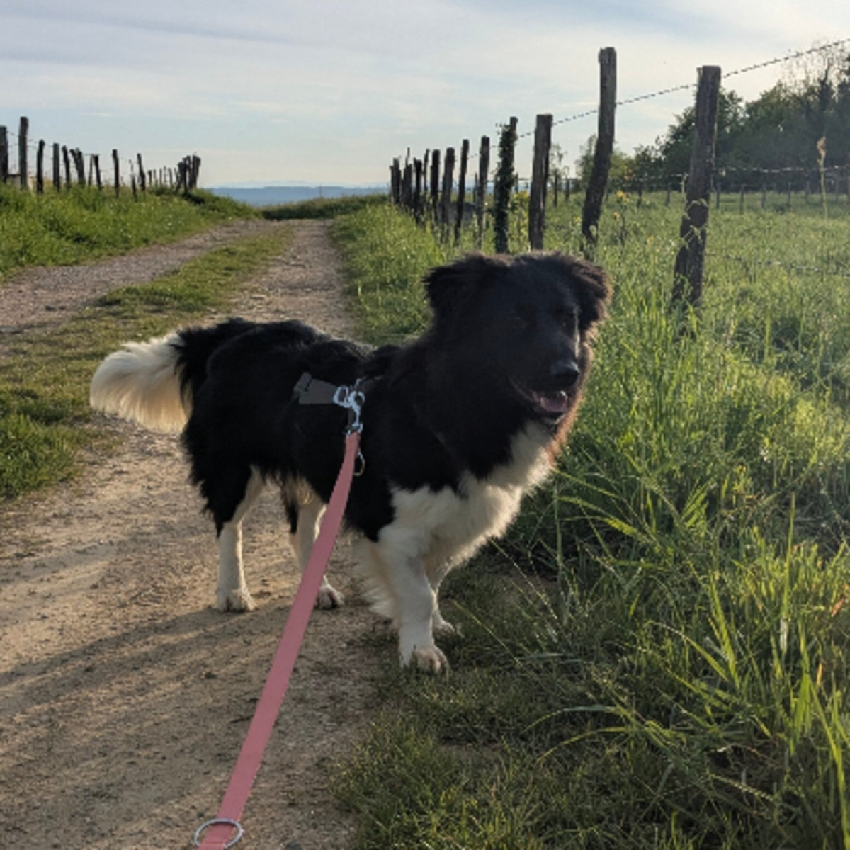 Adoption Pollux