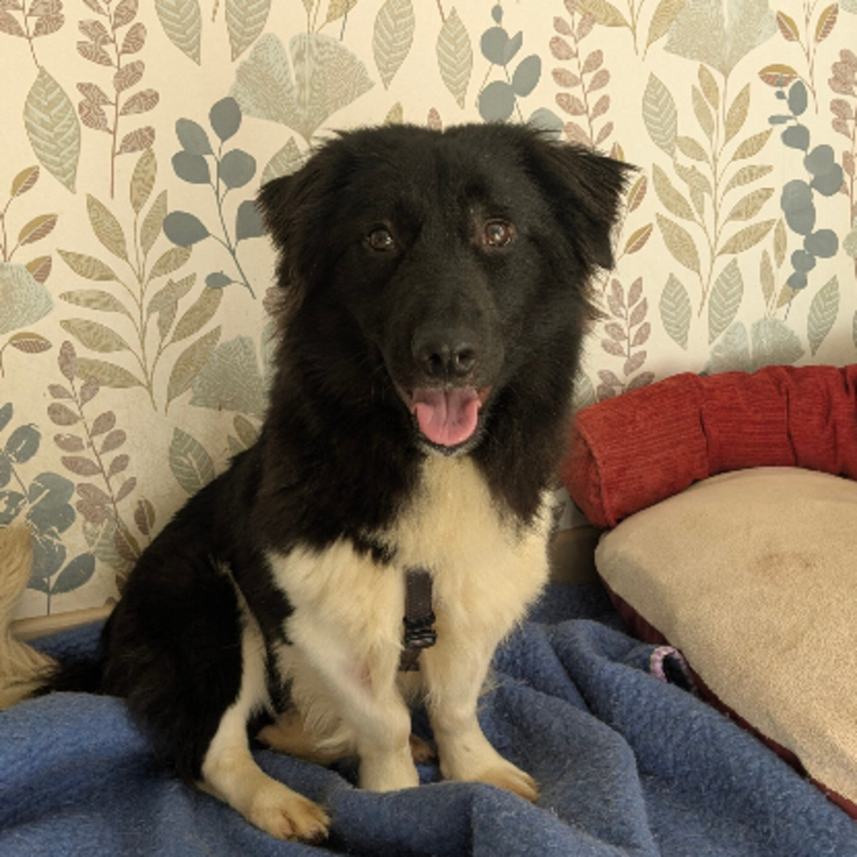Adoption Pollux