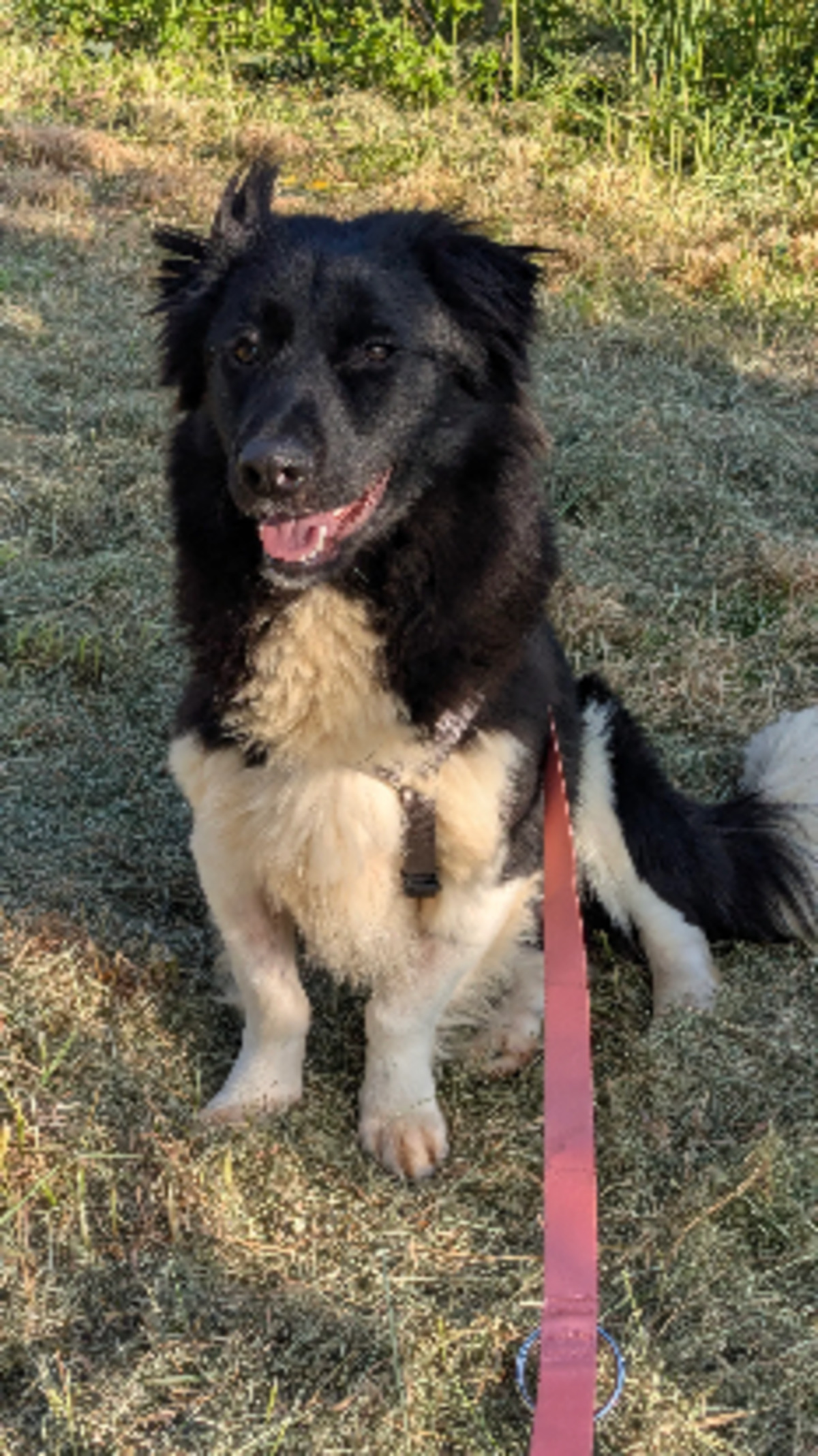 Adoption Pollux