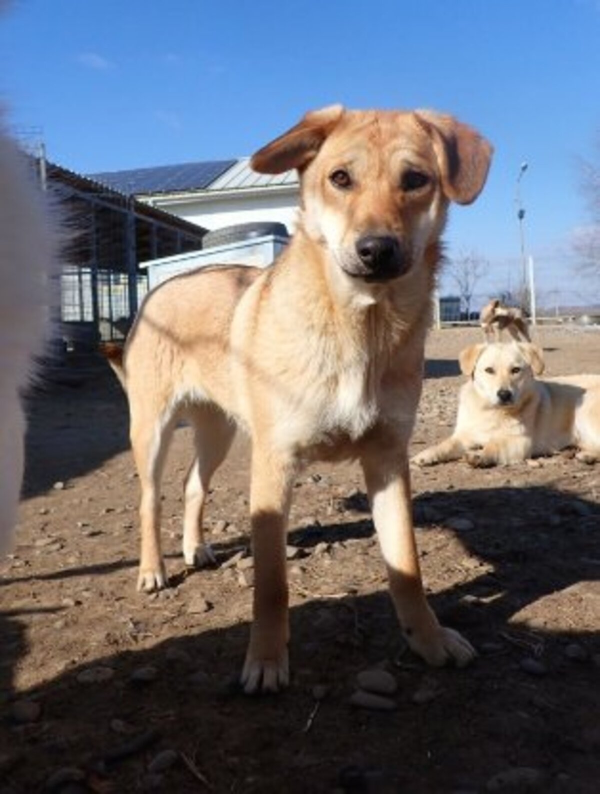 Adoption Pomme