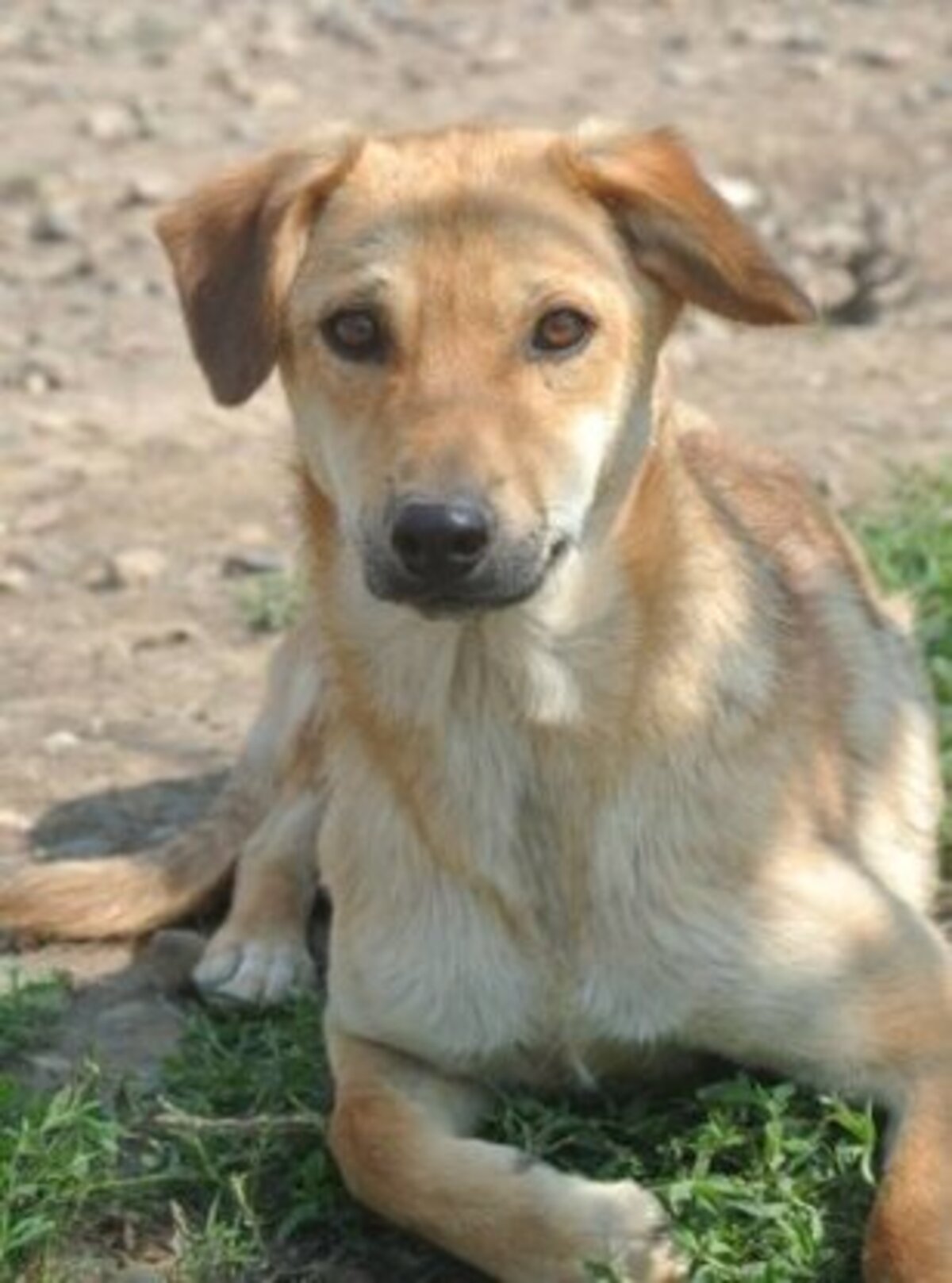 Adoption Pomme