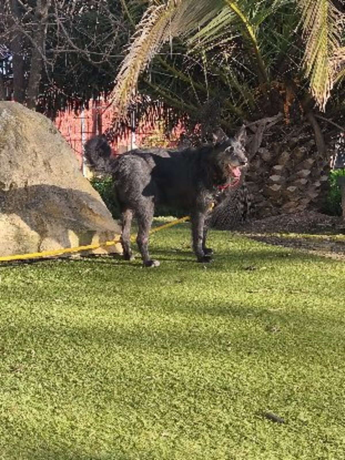 Adoption Poncho