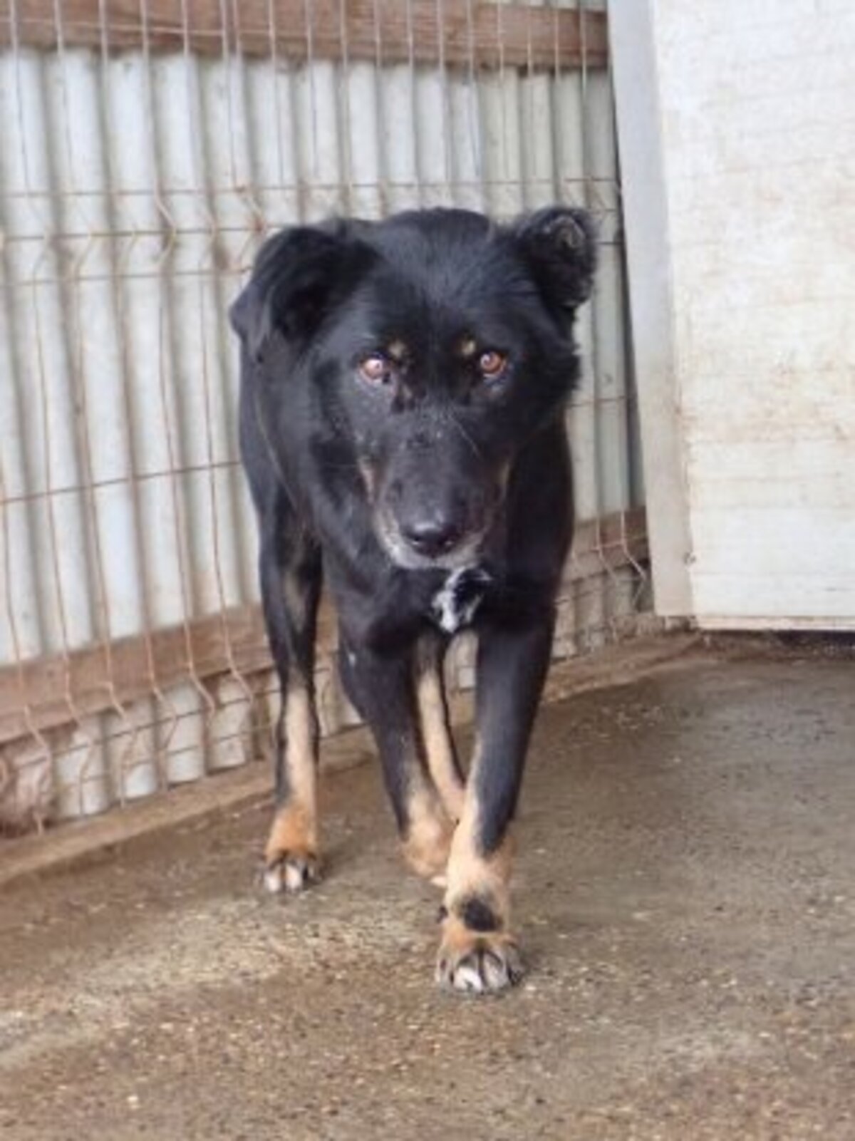 Adoption Popi