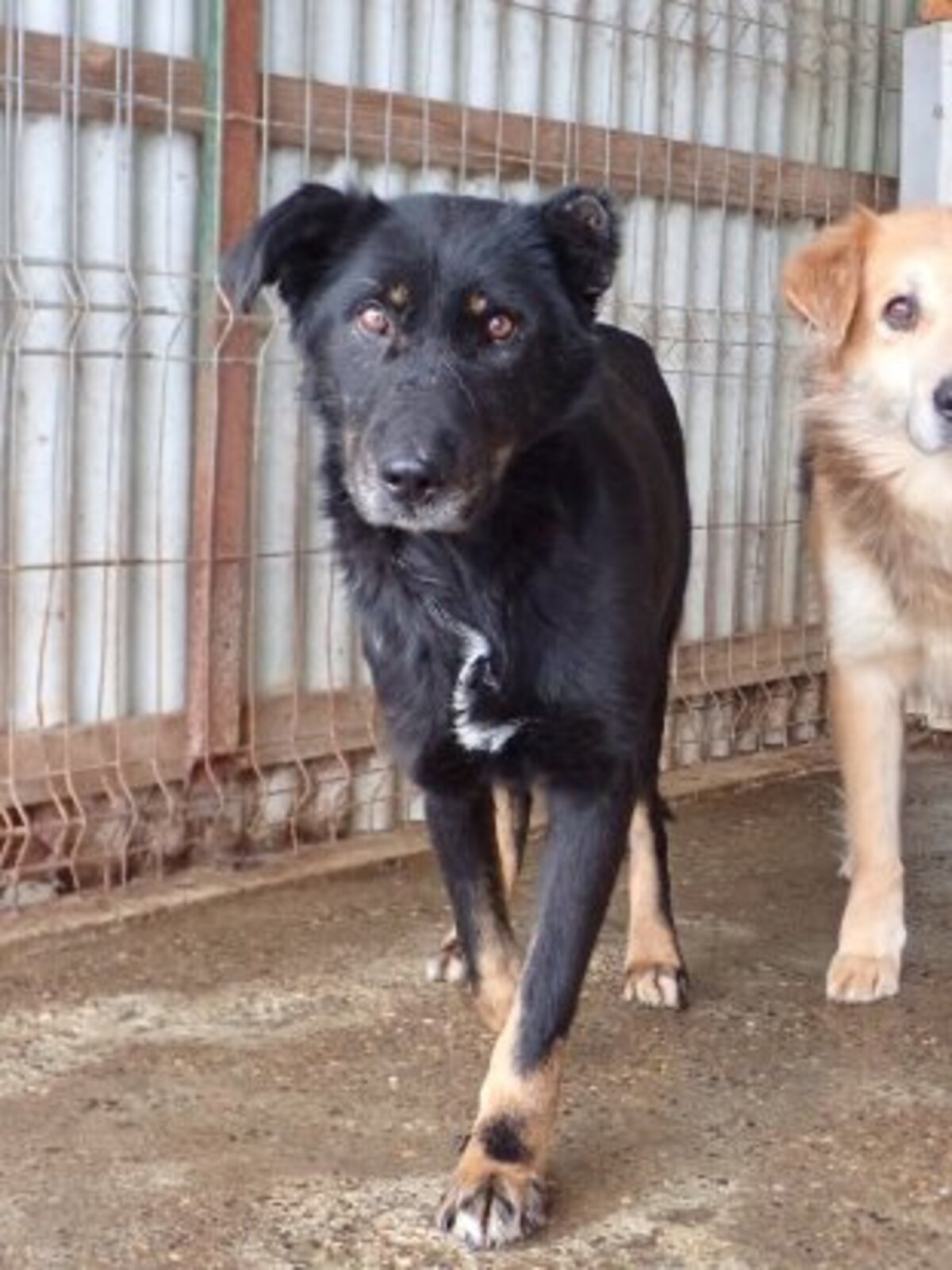 Adoption Popi