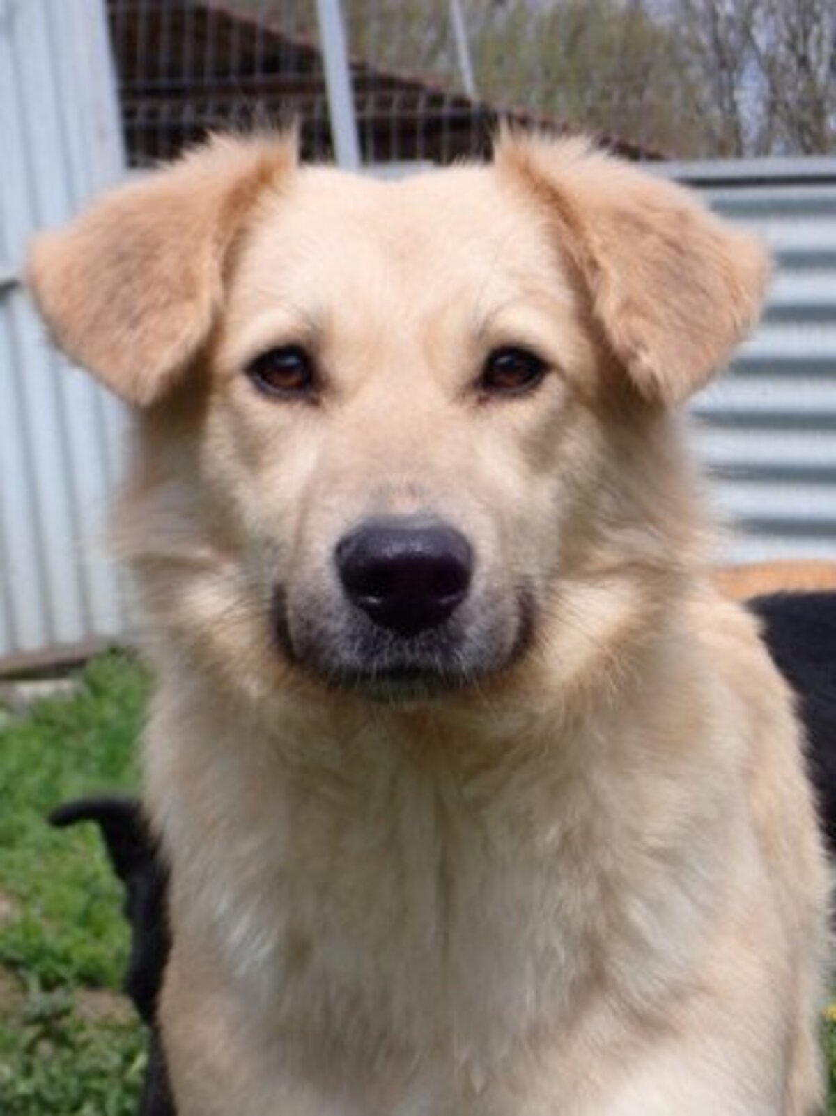 Adoption Popsy