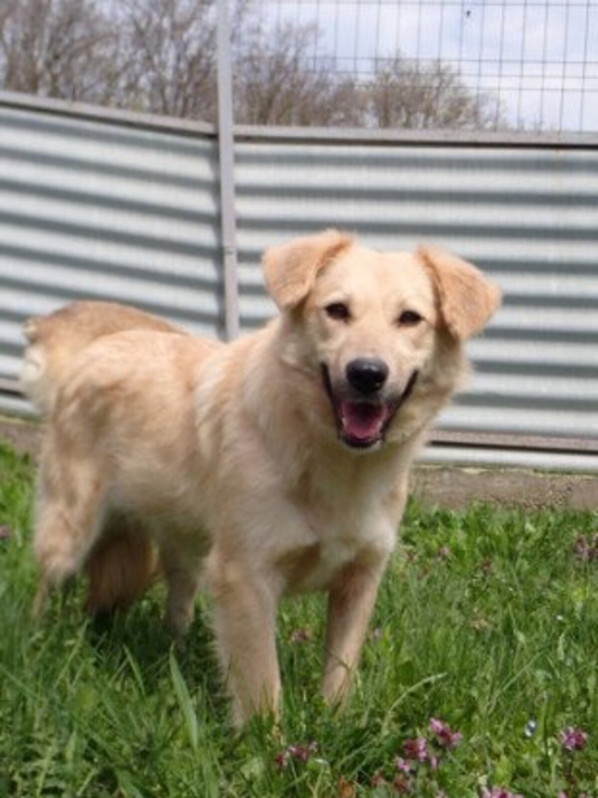 Adoption Popsy