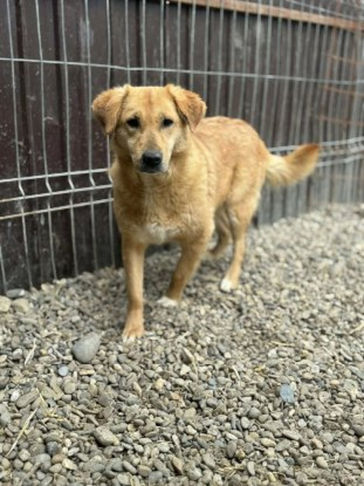 Adoption Praline