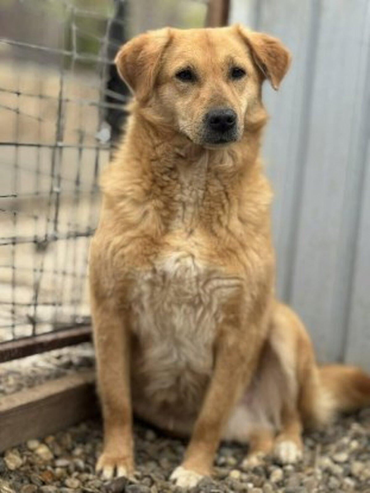 Adoption Praline
