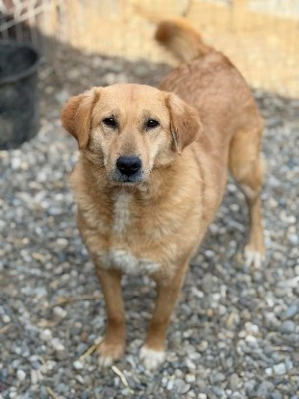 Adoption Praline