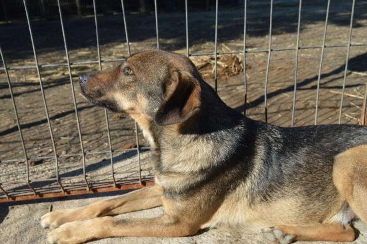 Adoption Preston