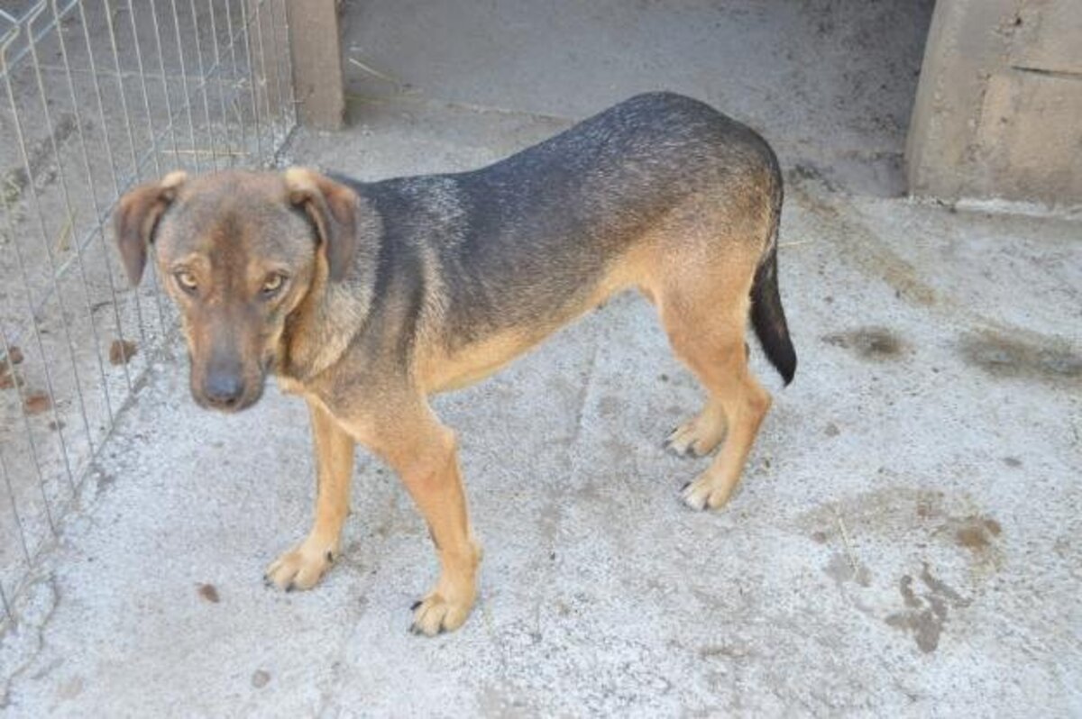 Adoption Preston