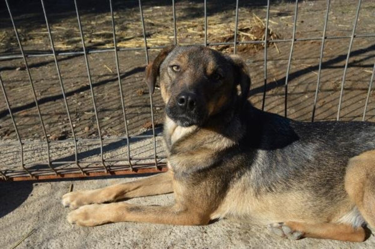 Adoption Preston