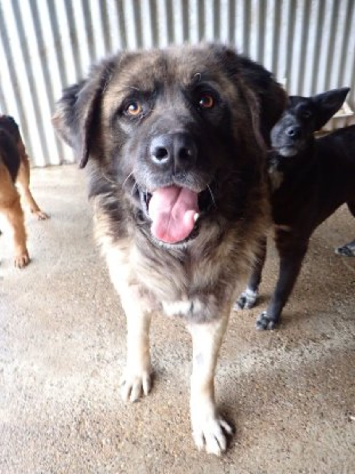 Adoption Preston
