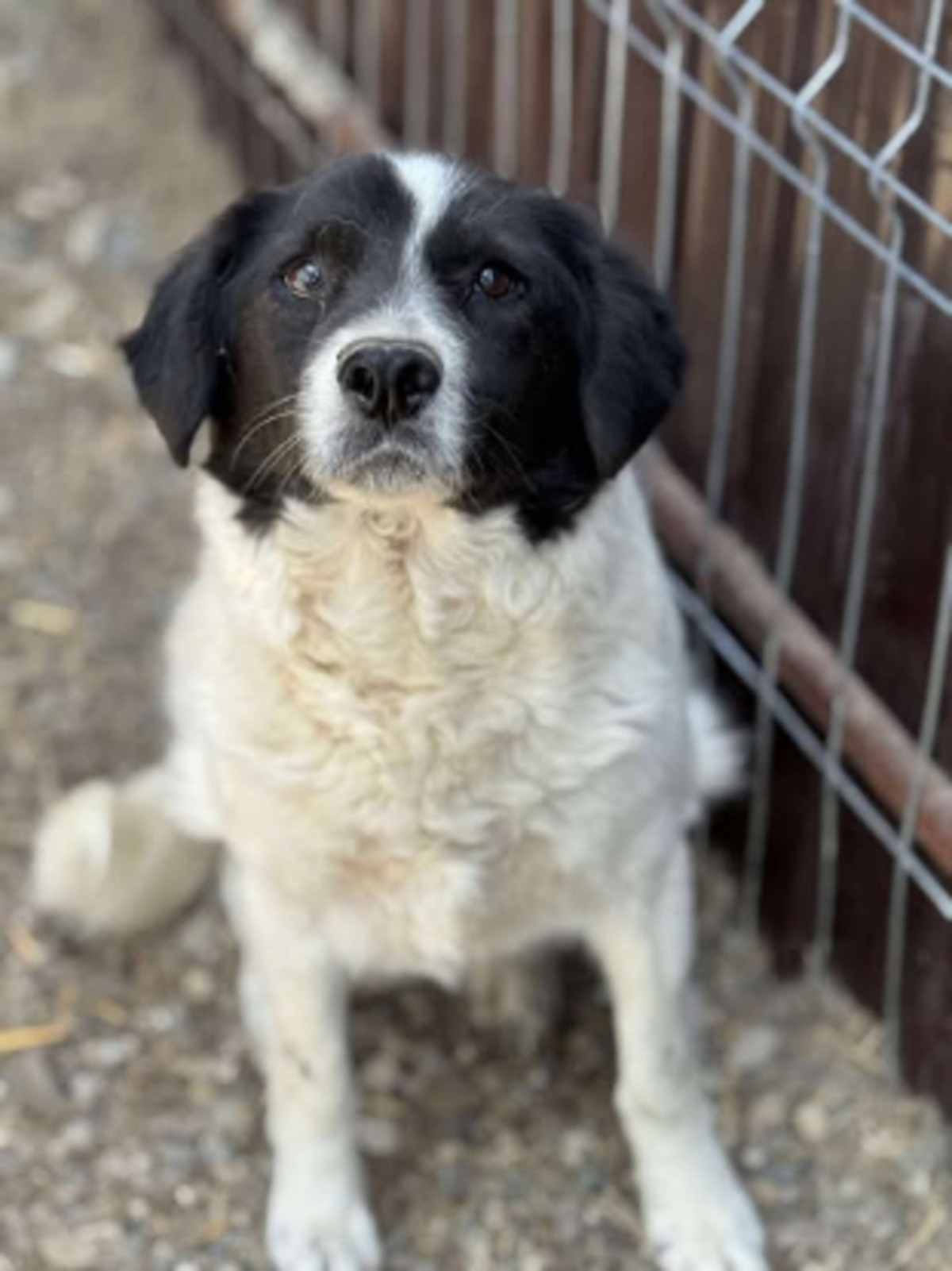 Adoption Prince