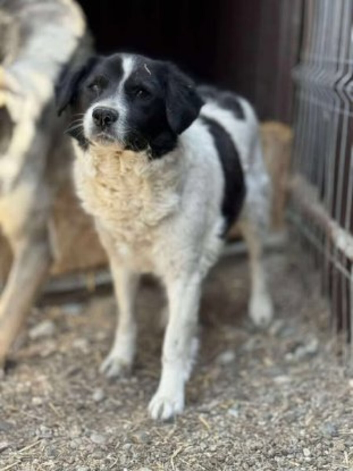 Adoption Prince