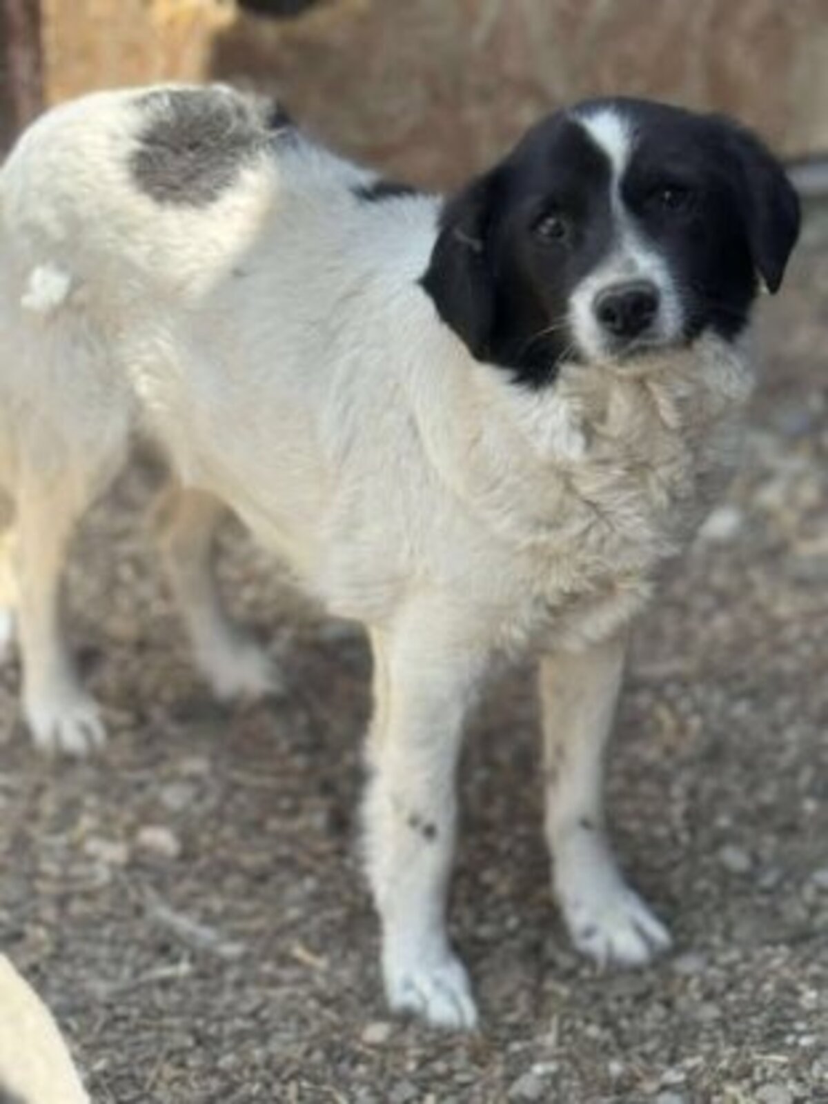 Adoption Prince
