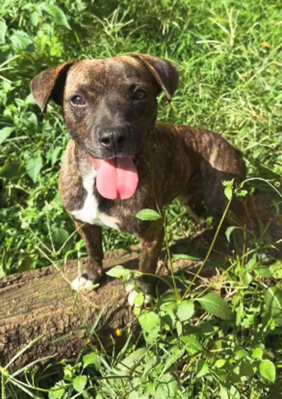Adoption Prince