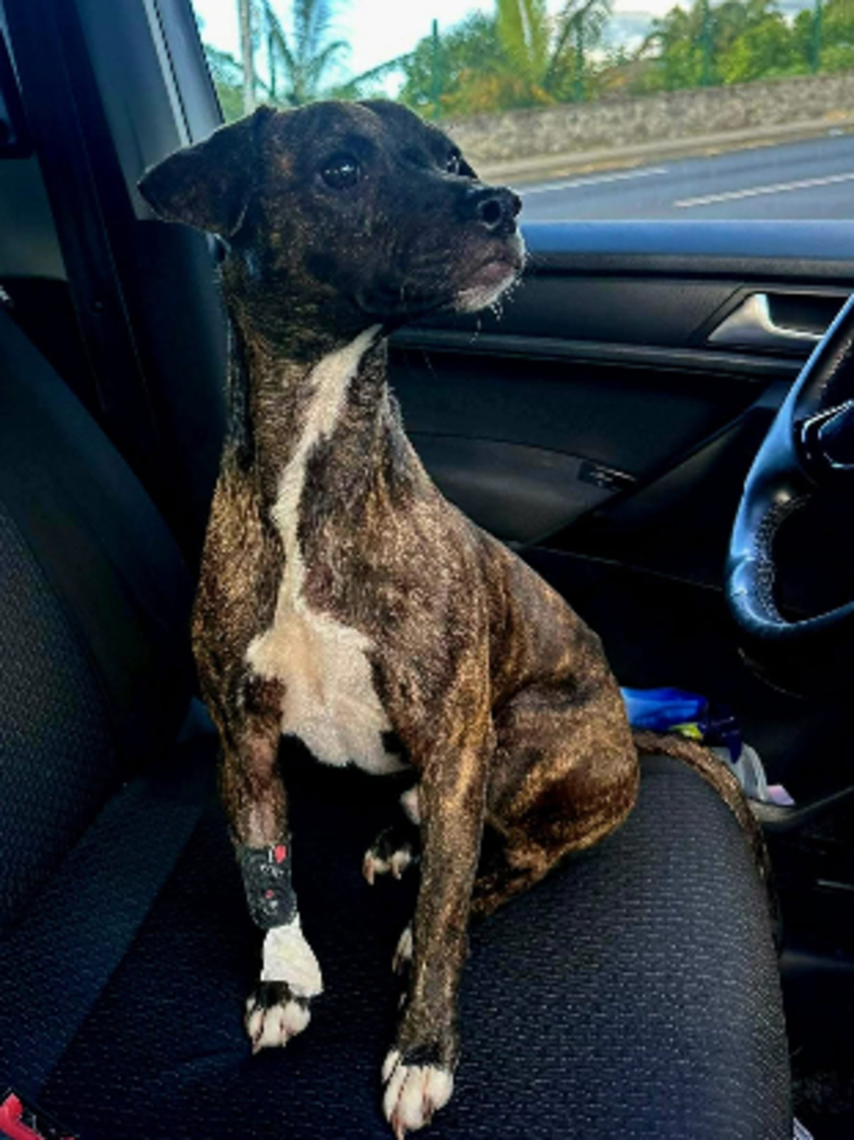Adoption Prince